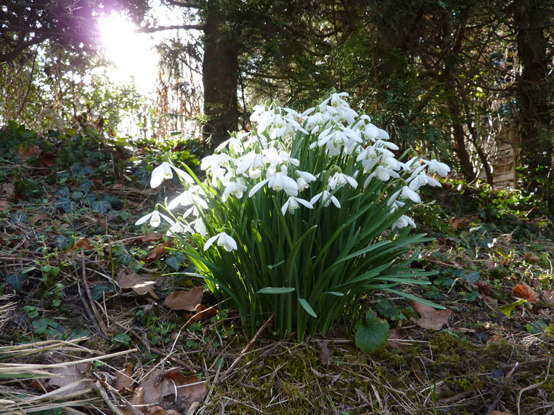 Snowdrops